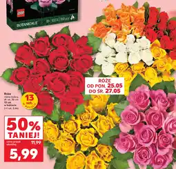 Kaufland Róże różne kolory oferta