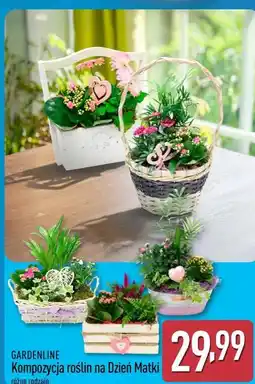 ALDI Kompozycja roślin na Dzień Matki oferta