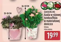 ALDI GARDENLINE Azalia w różowej torebce/Róża w materiałowej doniczce oferta