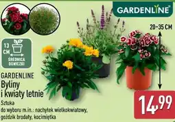 ALDI Byliny i kwiaty letnie oferta