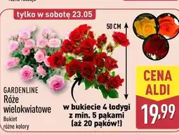 ALDI GARDENLINE Róże wielokwiatowe oferta