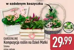 ALDI GARDENLINE Kompozycja roślin na Dzień Matki oferta