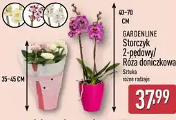 ALDI GARDENLINE Storczyk 2-pędowy/ Róża doniczkowa oferta