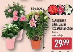 ALDI GARDENLINE Lilie/Dalia/ Róża/Kalanchoe oferta