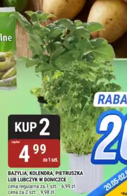 bi1 Bazylia, kolendra, pietruszka lub lubczyk w doniczce oferta