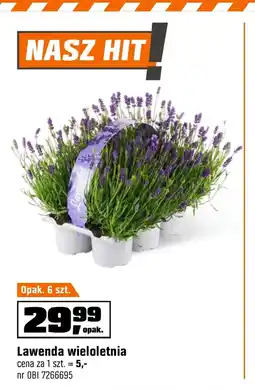 OBI Lawenda Hit oferta