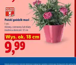 Lidl Polski goździk maxi Polskie Kwiaty czerwony oferta