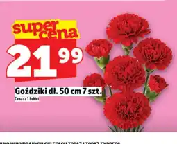 Topaz Goździki oferta