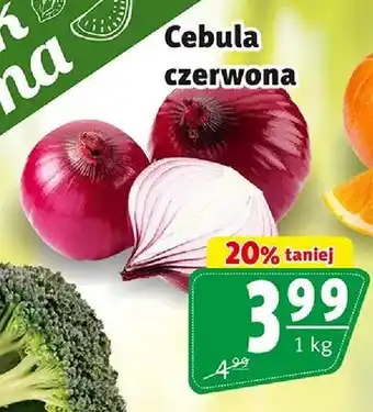 Prim Market Cebula czerwona oferta