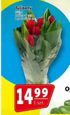 Prim Market Tulipany Tulipa bukiet wysokość 35cm oferta