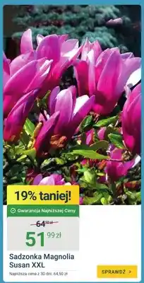 ERLI Sadzonka Magnolia Susan XXL oferta