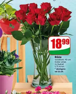 Dino Bukiet róż oferta
