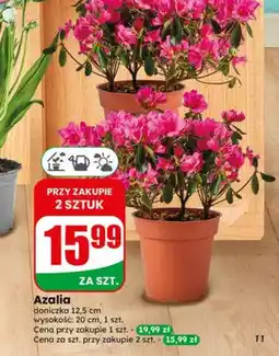 Dino Azalia S! oferta