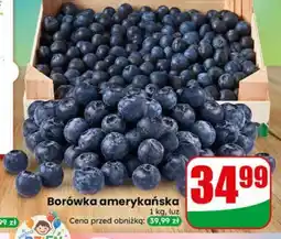Dino Borówka amerykańska K! oferta