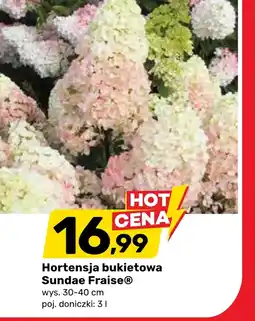 Bricomarche Hortensja oferta