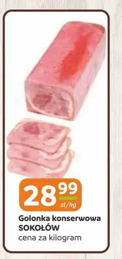 Gama Golonka konserwowa sokołów oferta