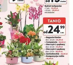 Intermarche Begonia Elatior, Campanula, Storczyk, Zantedeschia, Kompozycja roślin oferta