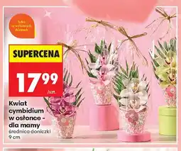 Biedronka Kwiat cymbidium w osłonce dla mamy średnica doniczki 9cm oferta