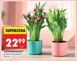 Biedronka Zantedeschia średnica doniczki 12cm oferta