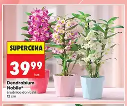 Biedronka Dendrobium Nobile średnica doniczki 12cm oferta