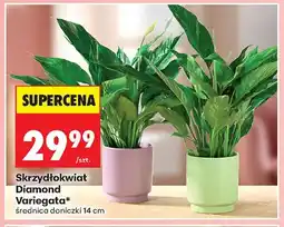 Biedronka Skrzydłokwiat Diamond Variegata średnica doniczki 14cm oferta