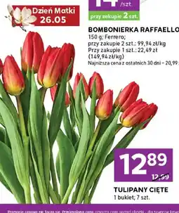 Stokrotka Tulipany cięte oferta
