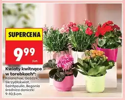 Biedronka Kwiaty kwitnące w torebkach Kalanchoe średnica doniczki 9-10,5cm oferta
