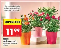 Biedronka Róża w doniczce średnica doniczki 13cm oferta