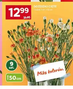 Stokrotka Goździki cięte 50cm oferta