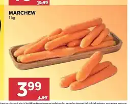 Stokrotka Marchew oferta