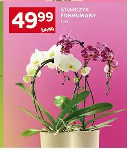 Stokrotka Storczyk formowany oferta