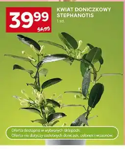 Stokrotka Kwiat doniczkowy Stephanotis oferta