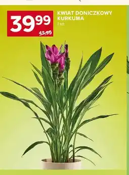 Stokrotka Kwiat doniczkowy Kurkuma oferta