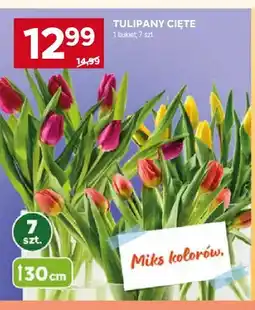 Stokrotka Tulipany cięte 30cm oferta