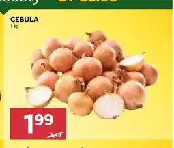 Stokrotka Cebula oferta