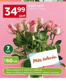 Stokrotka Róże cięte 60cm oferta