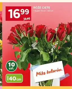 Stokrotka Róże cięte 40cm oferta