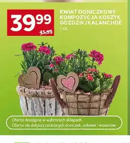 Stokrotka Kwiat doniczkowy kompozycja koszyk goździk oferta
