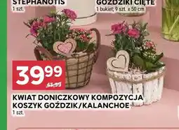Stokrotka Kwiat doniczkowy kompozycja koszyk goździk oferta
