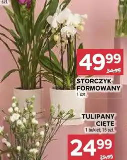 Stokrotka Storczyk formowany oferta
