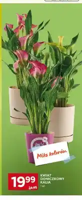 Stokrotka Kwiat doniczkowy Kalia oferta