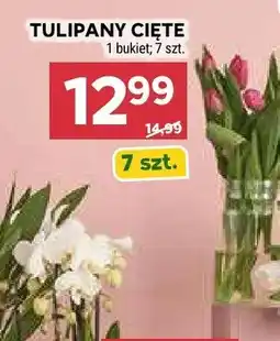 Stokrotka Tulipany cięte oferta