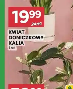 Stokrotka Kwiat doniczkowy kalia oferta