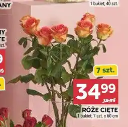 Stokrotka Róże cięte 60cm oferta