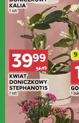 Stokrotka Kwiat doniczkowy stephanotis oferta