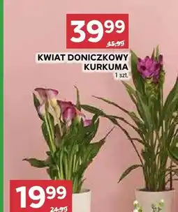 Stokrotka Kwiat doniczkowy kurkuma oferta