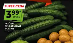 Groszek Ogórki szklarniowe polskie oferta