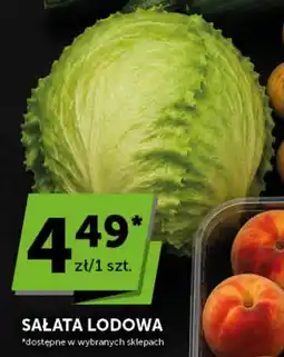 Groszek Sałata lodowa oferta