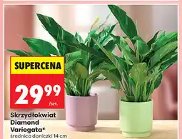 Biedronka Skrzydłokwiat Diamond Variegata oferta