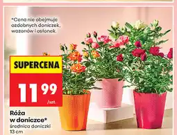 Biedronka Róża w doniczce oferta